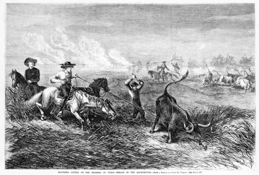 Cowboys branding cattle on the prairies of Texas